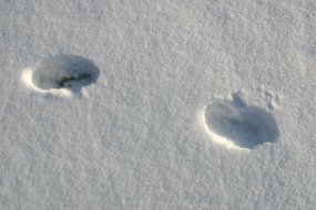 地面、雪地