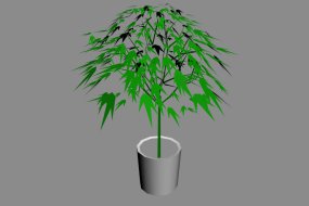 矮竹盆栽竹3d模型免费下载