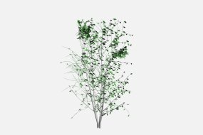 垂叶榕植物3d模型下载绿植